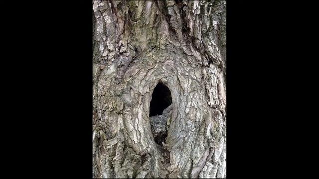 Чудный Поющий Дуб в Задонске под которым молился Свят? смотреть онлайн