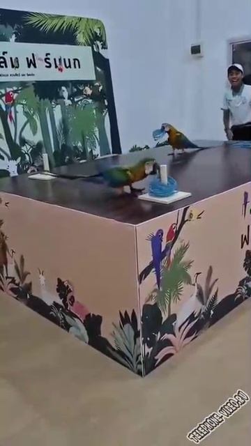 Соревнование попугаев