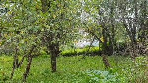 В сад - наездом!