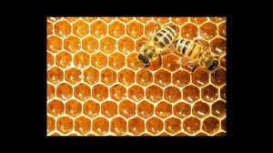 Почему пчелиные соты - шестиугольные?