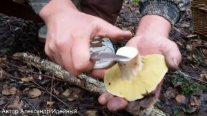 Как и где растут белые грибы