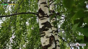 Ножовка ручная телескопическая Caiman CN-763 2,4-6,5 м в работе