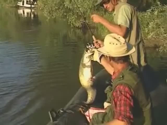 В каких местах в различные времена года можно встретить Обыкновенного сома (Wels) — Silurus glanis ?