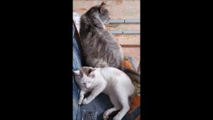 Кот