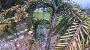 Ель обыкновенная Голд Дрифт!