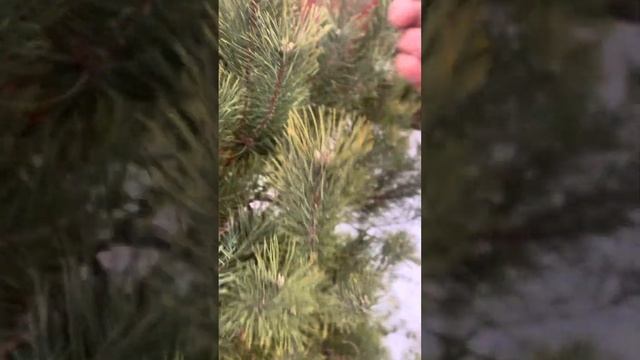 Хвоя сосны для здоровья#здоровье#польза #лечимся #назд смотреть онлайн