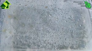 Выращивание триходермы на крупе и зерне. Пошаговая ин?