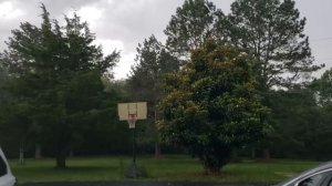 Деревенская жизнь в США. Цветы, огород и проверка наро?