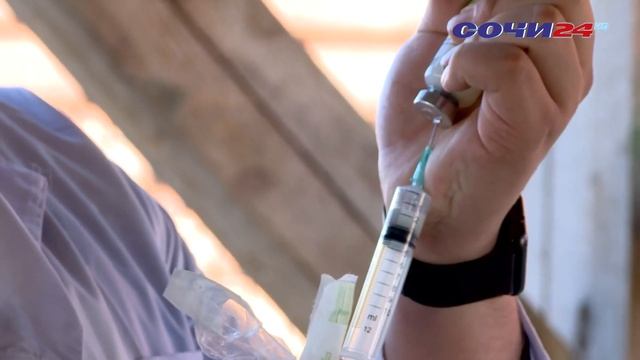 Жители Сочи могут бесплатно привить своих питомцев от смотреть онлайн