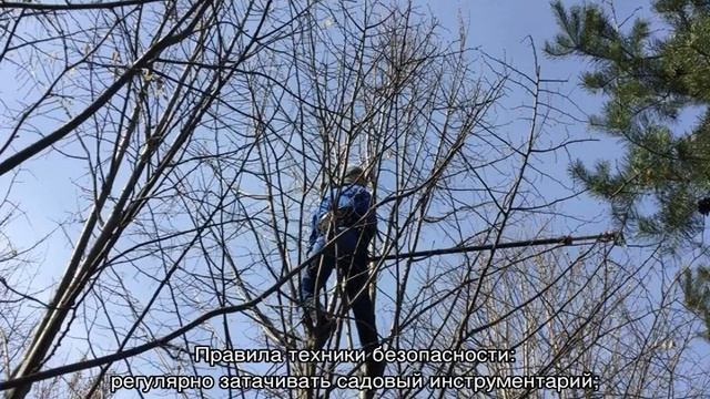 Обрезка деревьев — как правильно подрезать плодовые ?