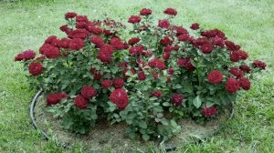 Роза Омаж а Барбара в клумбе.