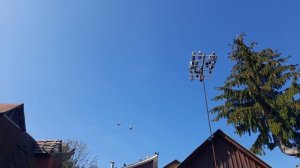 Николаевские голуби