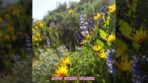 ЖИЗНЬ-ОТРЫВНОЙ КАЛЕНДАРЬ ...