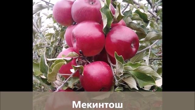 Яблоки "как в магазине": европейские сорта яблонь на по смотреть онлайн
