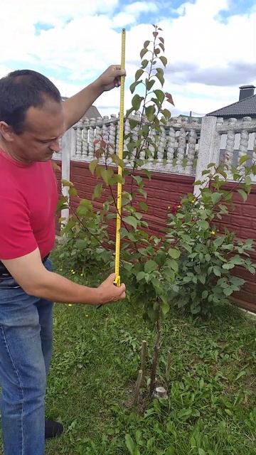Прививка абрикоса (окулиро́вка или прививка глазком). смотреть онлайн