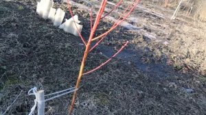 Как обрезать персик после обратного роста.