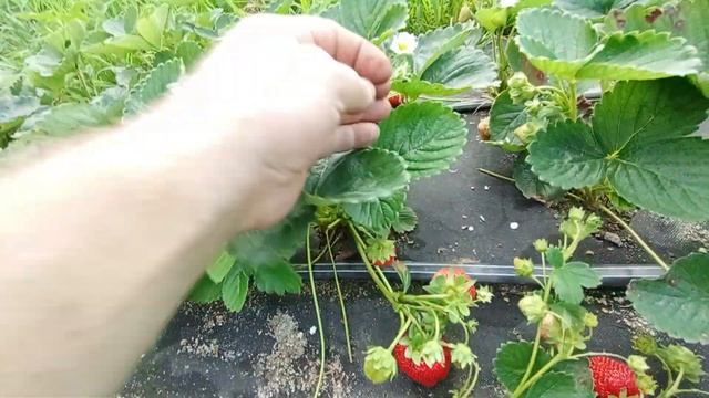 Выращивание клубники в Благовещенске смотреть онлайн