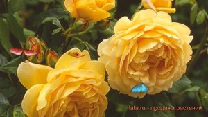 Роза парковая Голден Селебрейшен 🌿 обзор: как сажать,