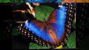 Таинство леса - / Сергей Чекалин,  За горизонт /