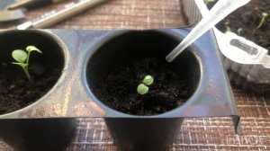 Анютины глазки Ясные кристаллы, Викторианская смесь. ?