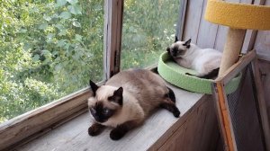 Тайские кошки