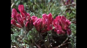 ОСТРОЛОДОЧНИК (OXYTROPIS) сем. Бобовые