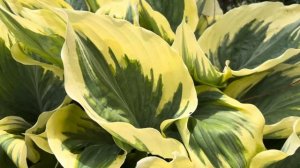 4 июля 2024 г.Hosta  LIBERTY (Хоста ЛИБЕРТИ). Сад хост в Бийске