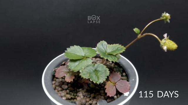 Как растёт клубника. смотреть онлайн