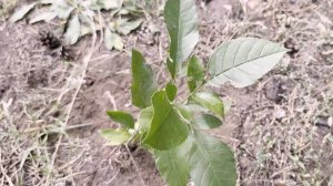 Слет школьных лесничеств в Самарской области