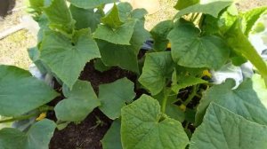 Как правильно сформировать пчелоопыляемые СОРТА огур