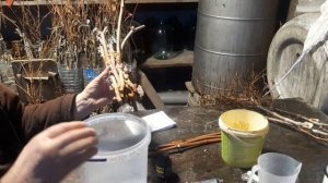 Подготовка и укоренение черенков винограда, основные