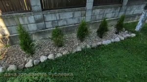 ✅Прирост туй СМАРАГД за один сезон!