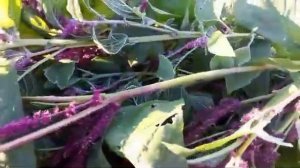 Амарант на зиму