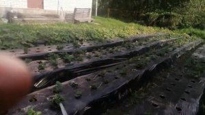 Результат посадки клубники рассадой фриго на 1 сотке, ?