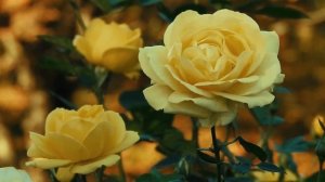 Почему у меня розы высокие и мощные.#shorts #розы #уход #цв?