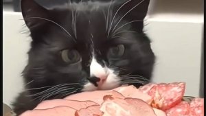 Смешные котики и ЕДА!