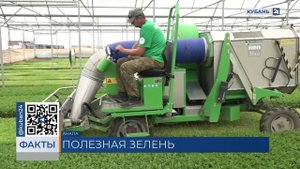 Фермеры в Анапе планируют побить собственный рекорд, собрав 600 т зелени