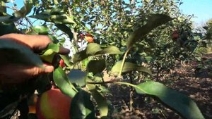 Новый имунный сорт яблони ОРФЕЙ с эффектными плодами