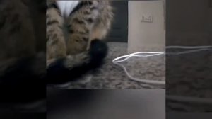 В сети хайпит камера видеонаблюдения с динамиком, и реакция котов на звук голоса хозяина #shorts