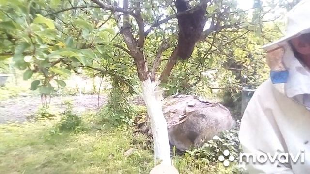 Ловля роя вышедшего из улья. смотреть онлайн