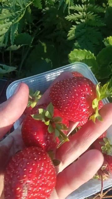 Флорида Бьюти. Ягоды с июня по сентябрь смотреть онлайн