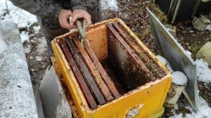 Пчеловодство. Начало зимовки пчёл. Экстренно объединя