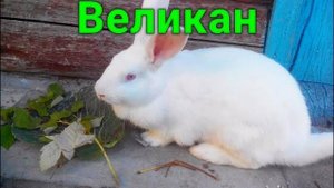 Кролики породы Белый Великан