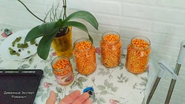 ОБЛЕПИХА. Как Собирать Облепиху Быстро