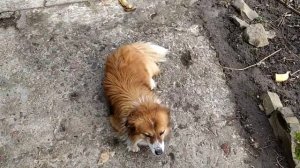 Что можно прививать на абрикос. Результаты спустя нес?