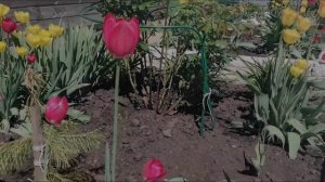 Тюльпаны на своём участке