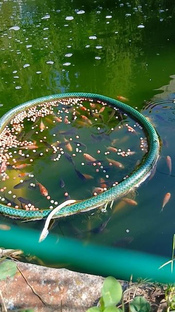 Карасики подростают. смотреть онлайн