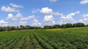 Жизнь в деревне 🏡.