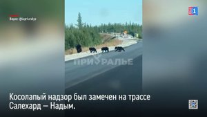 Семья медведей устроила контроль качества нового асфальта