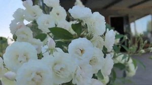 Роза Блашинг Брайд (Blushing Bride) John Scarman Германия, 2005. 26 июл?